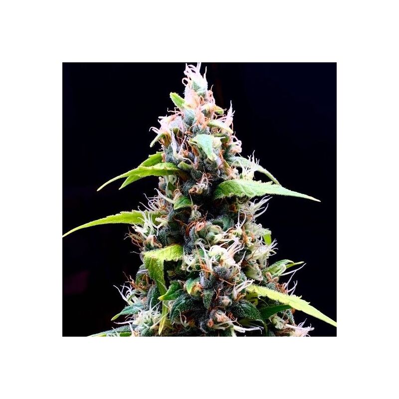 Sour Puffs Reg, Фасовка: 5